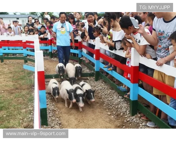 赛猪的迷你跑道:农业展览会的娱乐,猪赛跑比赛视频 赛猪的迷你跑道:农业展览会的娱乐,猪赛跑比赛视频